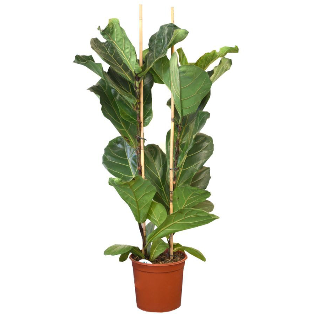 Thompson and Morgan Ficus Lyrata Fiddle Leaf Fig Plant Pot 24cm 2 Pack Image 2