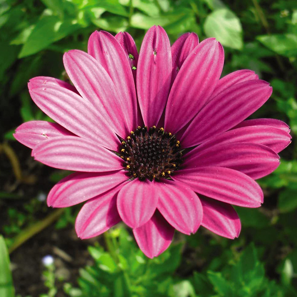 Thompson and Morgan Osteospermum Hardy Tresco Purple Jumbo Plugs 3 Pack Image 1