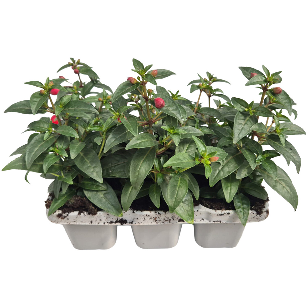 Pack of 6 Fuchsia Plants Image