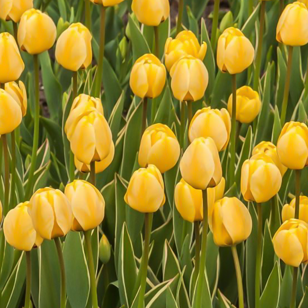Thompson and Morgan Tulip Cream Cocktail Bulbs 8 Pack Image 1