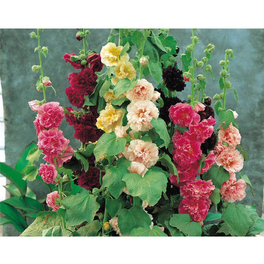 Thompson and Morgan Everlasting Perennial Collection Prepacked Bare Roots 30 Pack Image 3