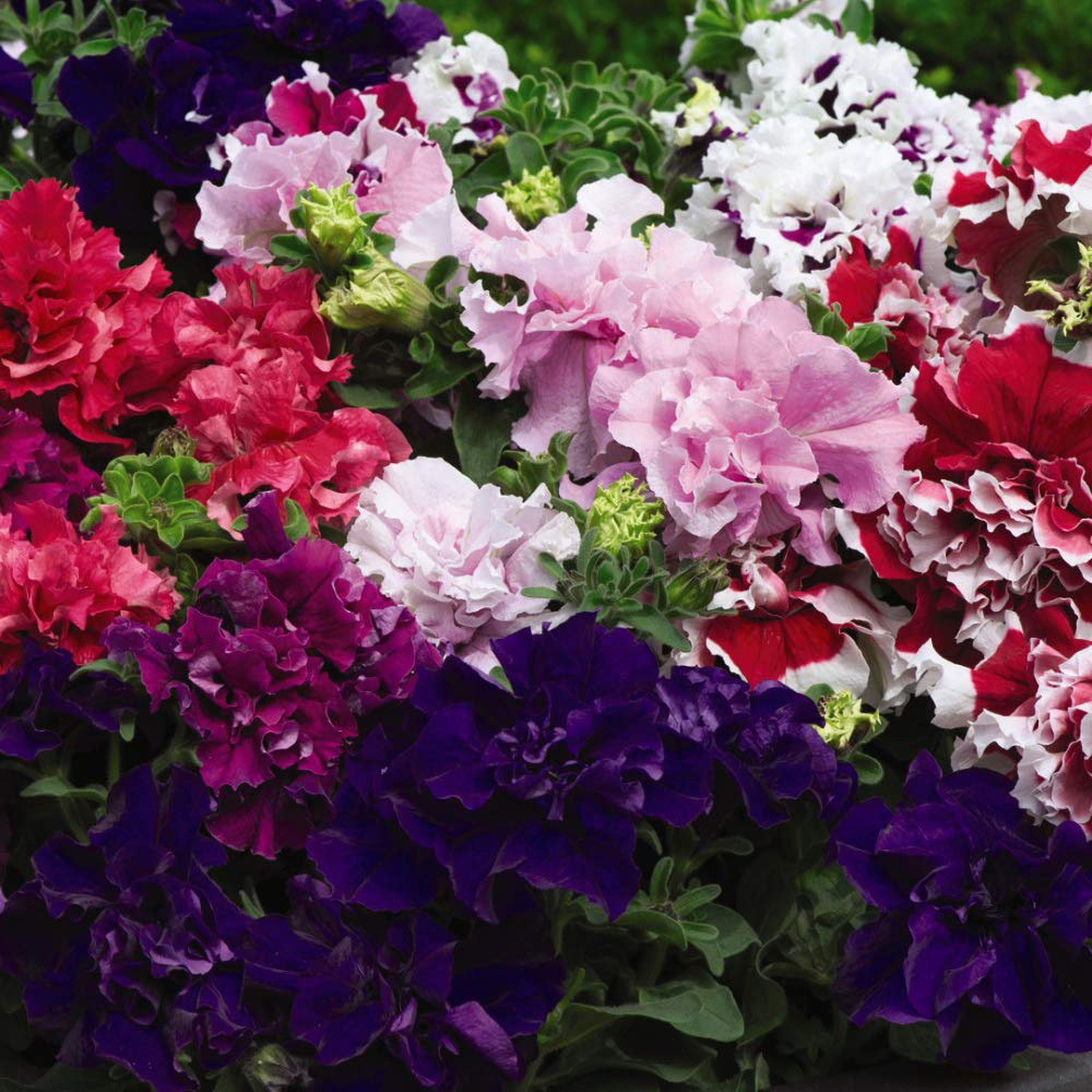 Thompson and Morgan Bedding Collection Plant Plug 72 Pack Image 3