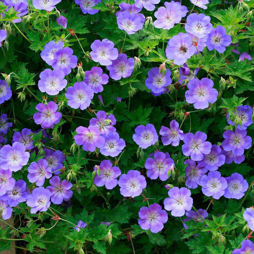 Thompson and Morgan Geranium Rozanne Jumbo Plug Plant 2 Pack Image 3