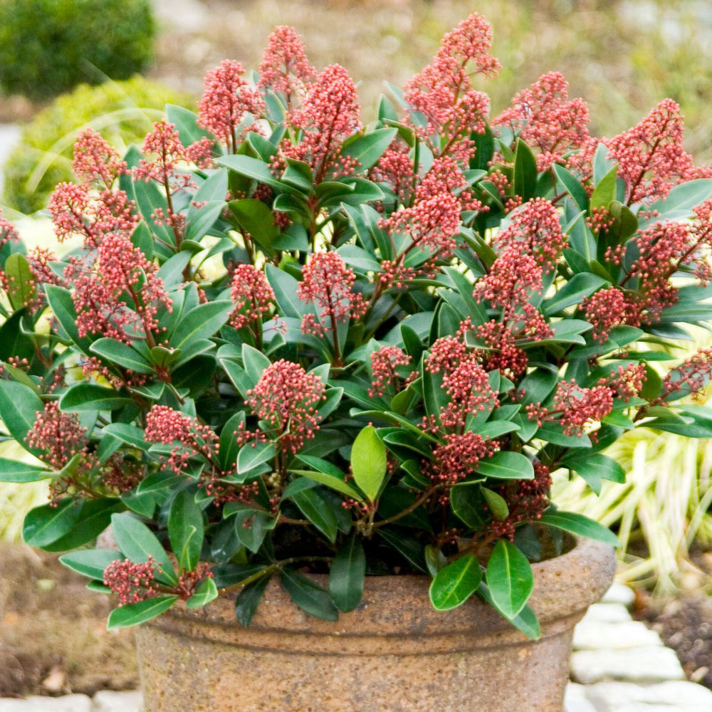 Thompson and Morgan Skimmia Japonica Rubella Plant Pot 9cm Image 2