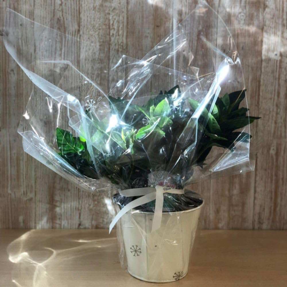 Thompson and Morgan Christmas Gift Gardenia Snowball Plant Pot 13cm Image 2