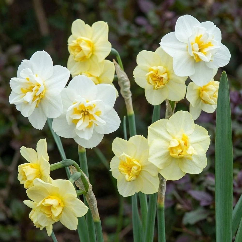 Thompson and Morgan Daffodil Cheerfulness Duo Planting Bulb 32 Pack Image 2
