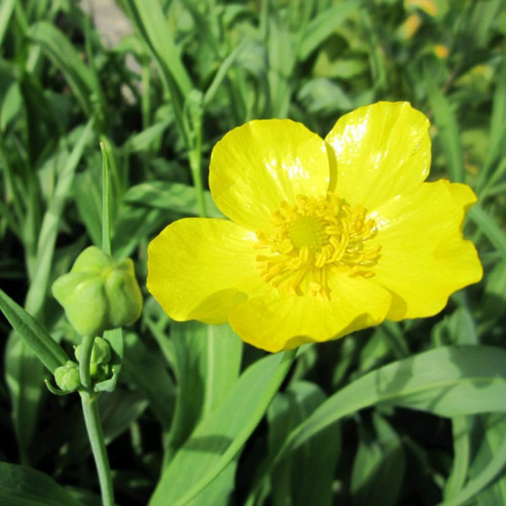 Thompson and Morgan Ranunculus Flammula Plant Pot 9cm 3 Pack Image 2