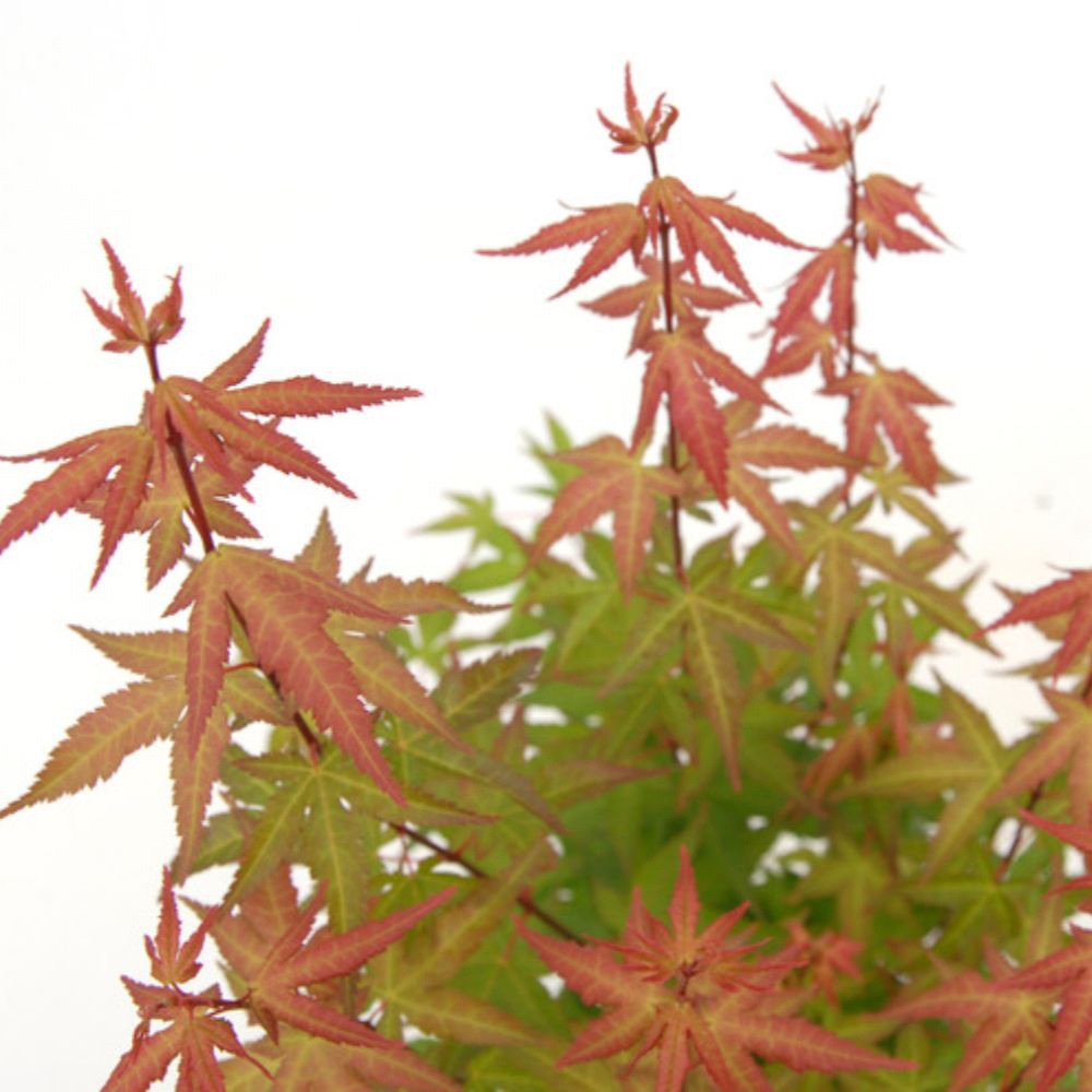 Thompson and Morgan Acer Palmatum Redwine Plant Pot 3L Image 2