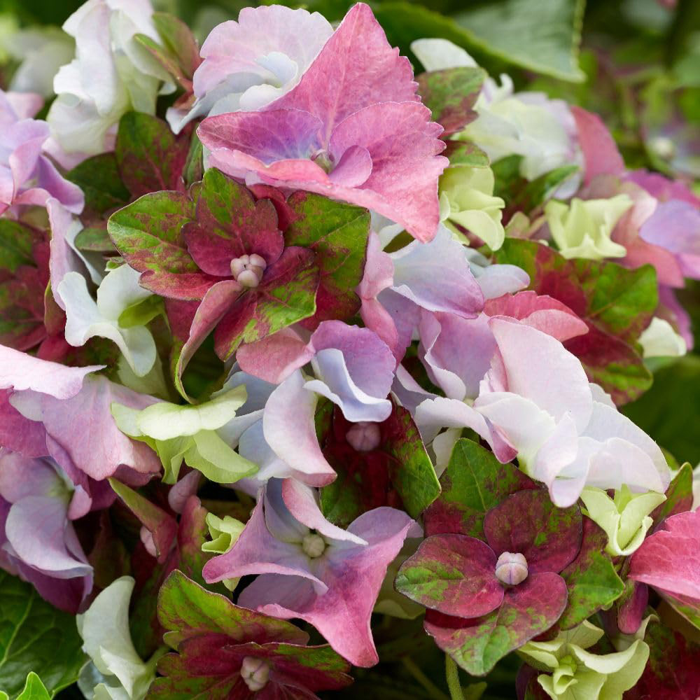 Thompson & Morgan Hydrangea Lady Mata Hari Pink Plant Pot 5L Image 3