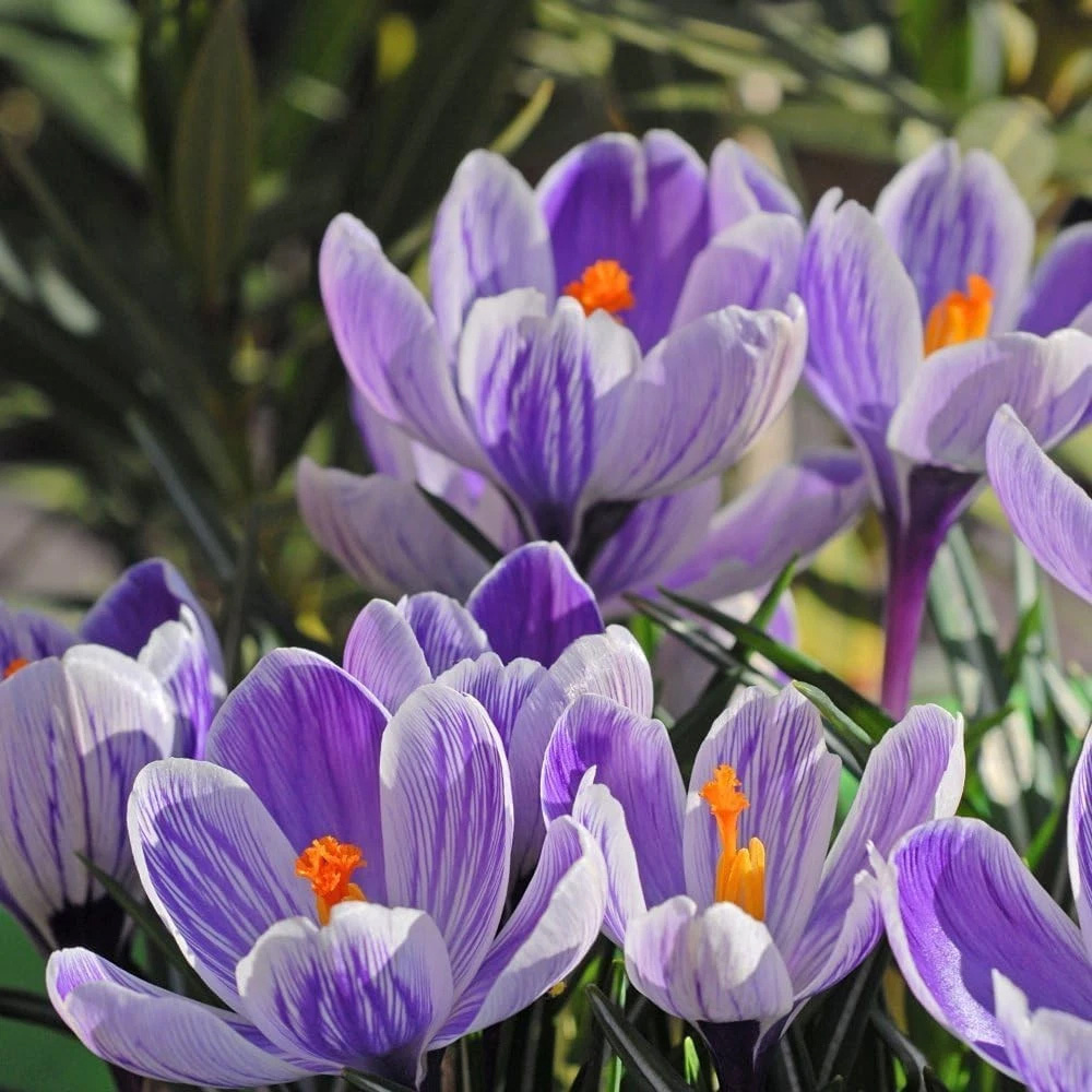 Thompson and Morgan Crocus Dutch Striped Planting Bulb 80 Pack Image 4