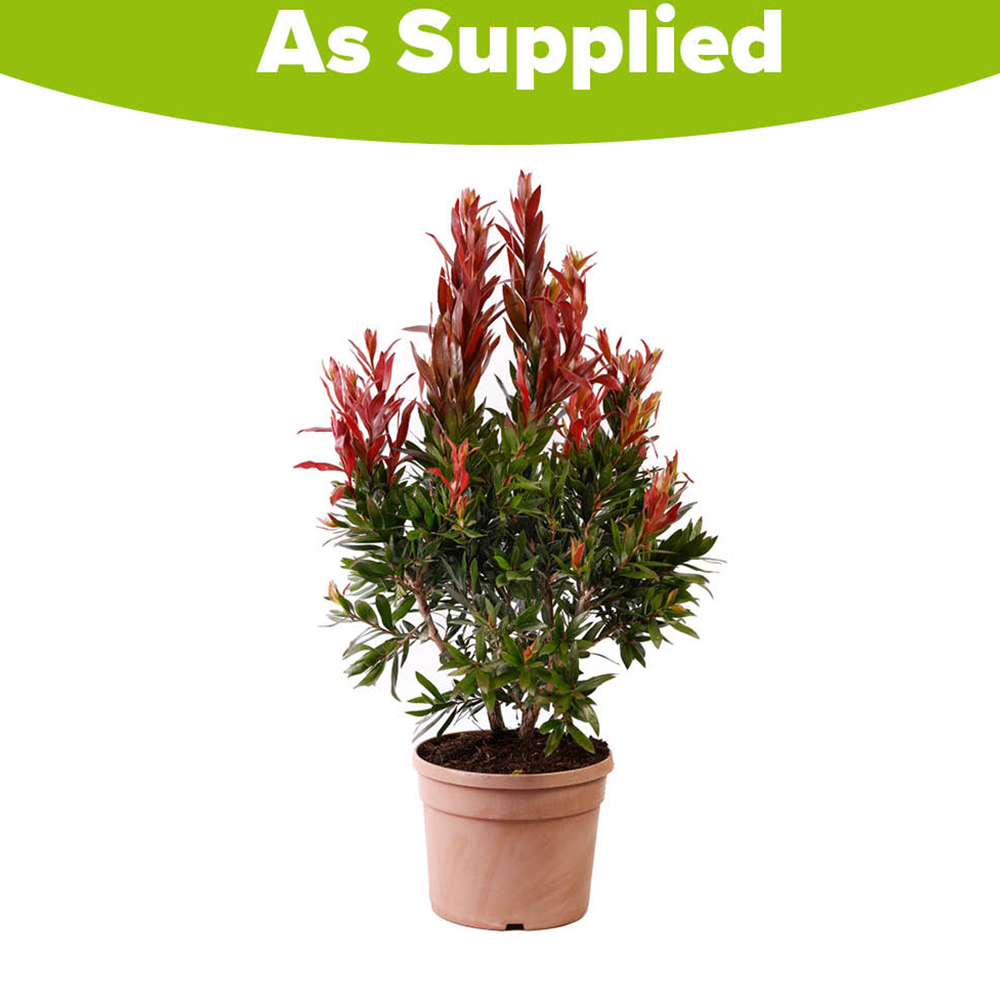 YouGarden Callistemon Red Rocket Plant in Pot Image 3