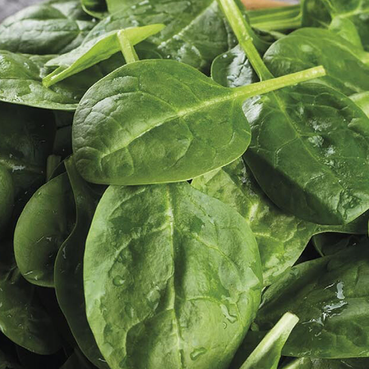 Johnsons Spinach Amador F1 Vegetable Seeds Image 1