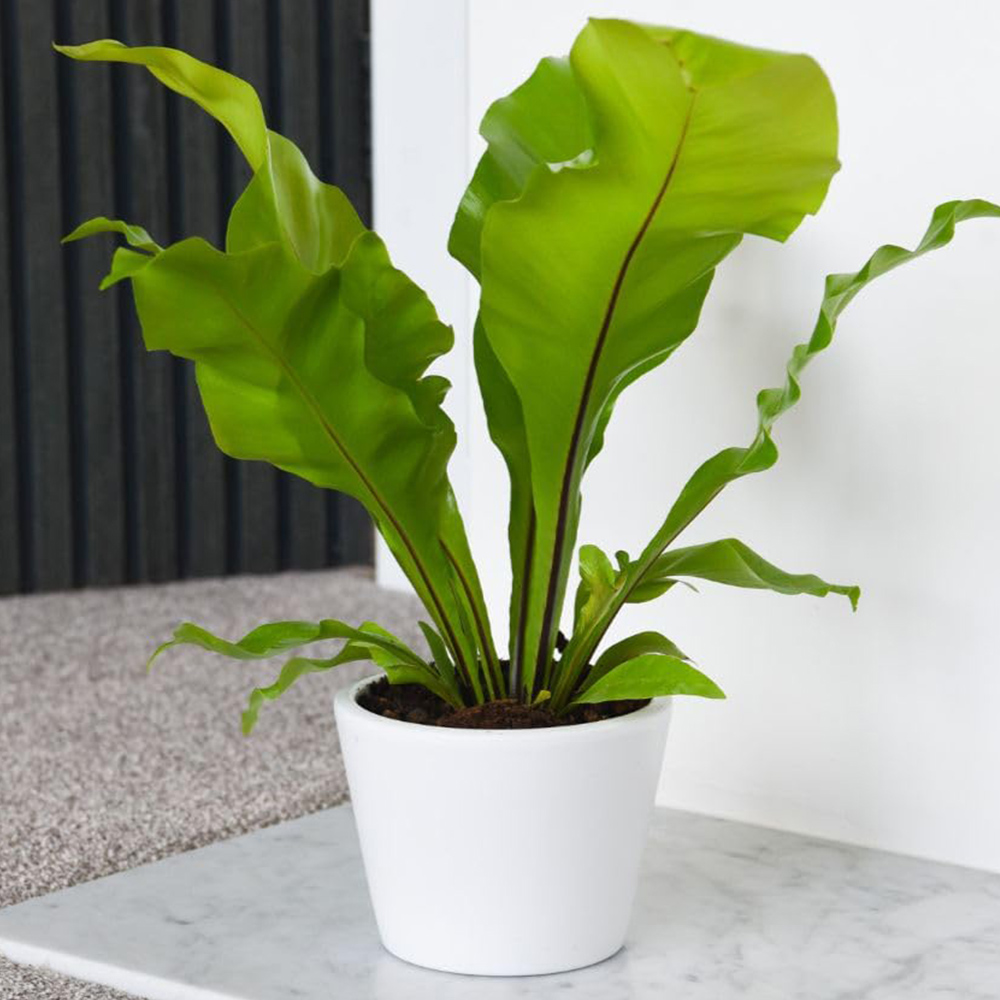 Thompson and Morgan Asplenium Nidus Plant Pot 12cm 2 Pack Image 1