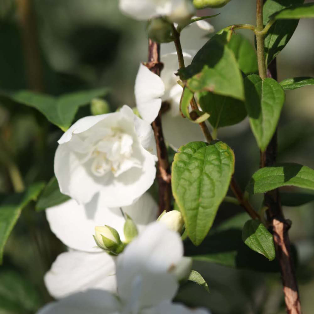 Thompson and Morgan Philadelphus Belle Etoile Plant Pot 9cm 2 Pack Image 4