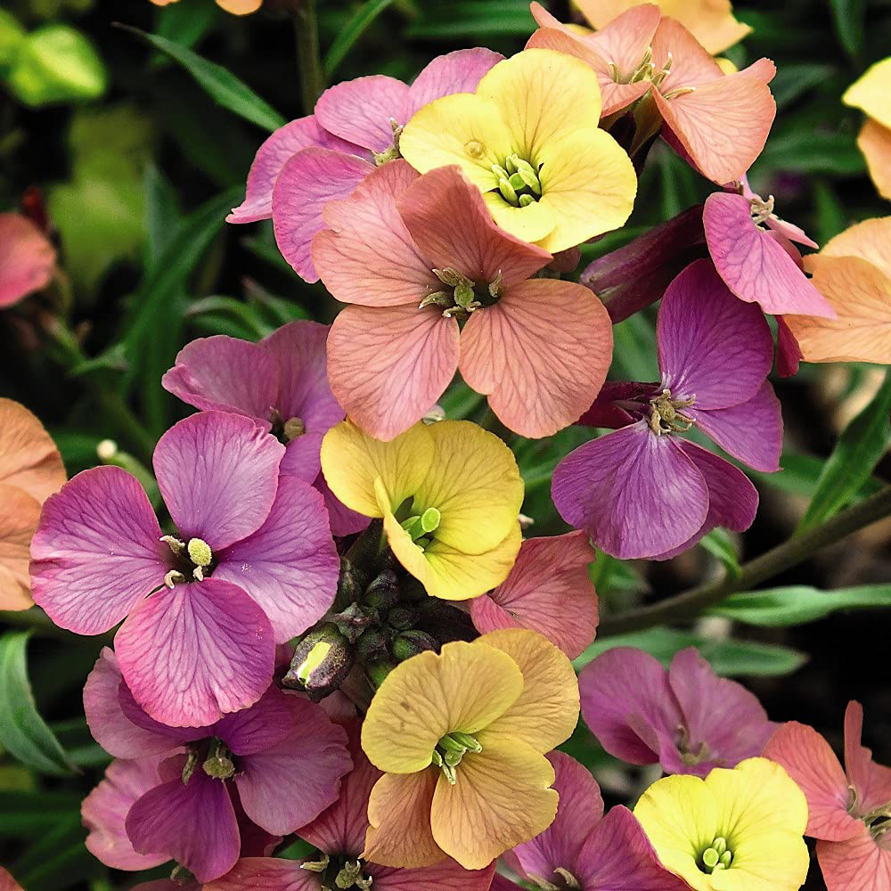 Thompson & Morgan Erysimum Wallflower Artist Paintbox Jumbo Plant Plug 3 Pack Image 7