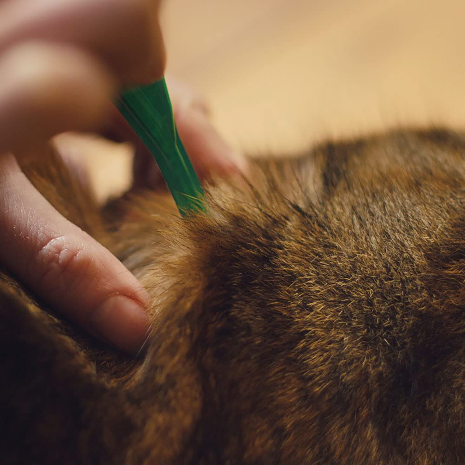 Frontline Plus Spot on Cat Image 4