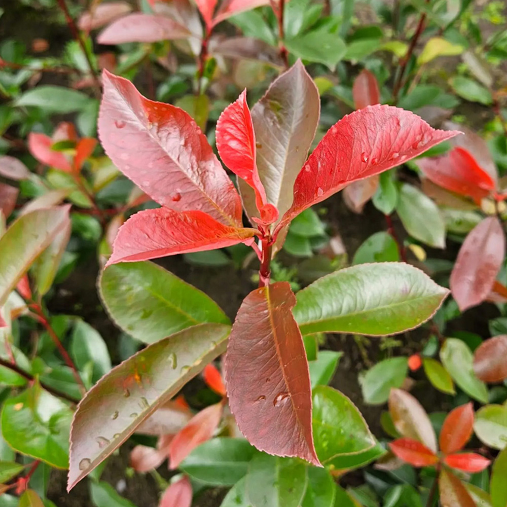 Inspirational Gifting Photinia Evergreen Bare Root Hedge Plant 30-60cm 5 Pack Image 4