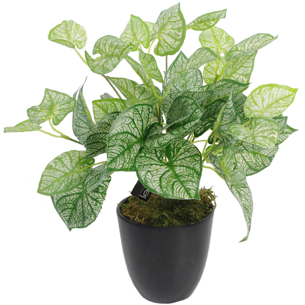 Botanik Caladium Foliage Artificial Plant in Pot 40cm Image 1