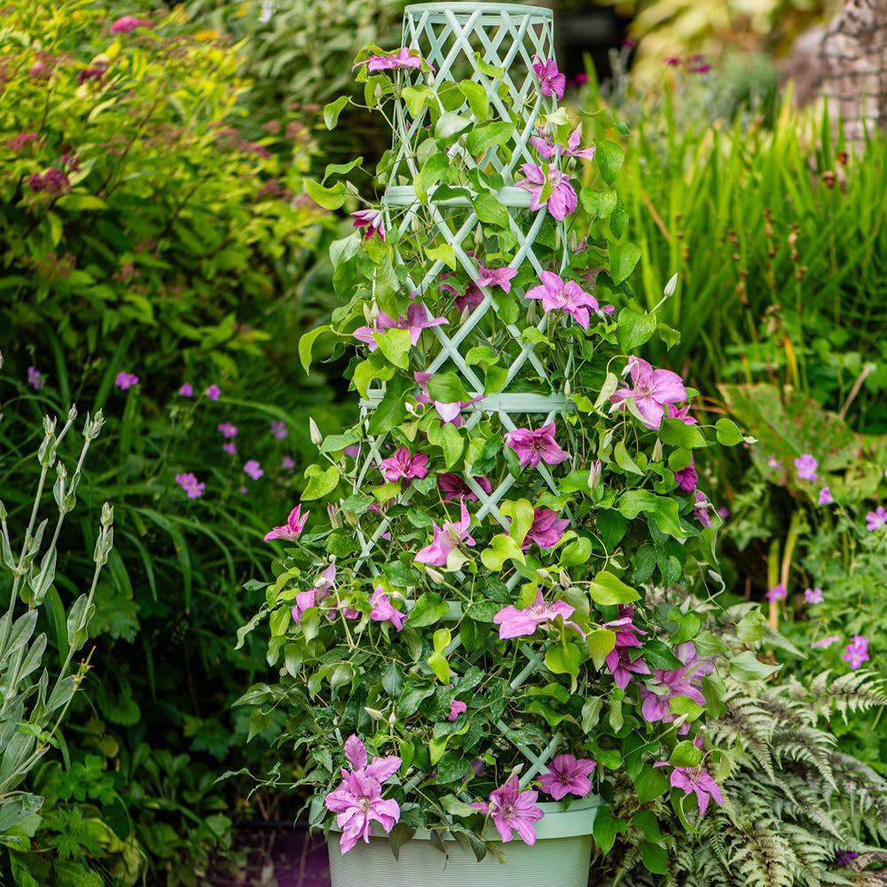 Thompson and Morgan Clematis Bridgewater Plant Pot 3L Image 6