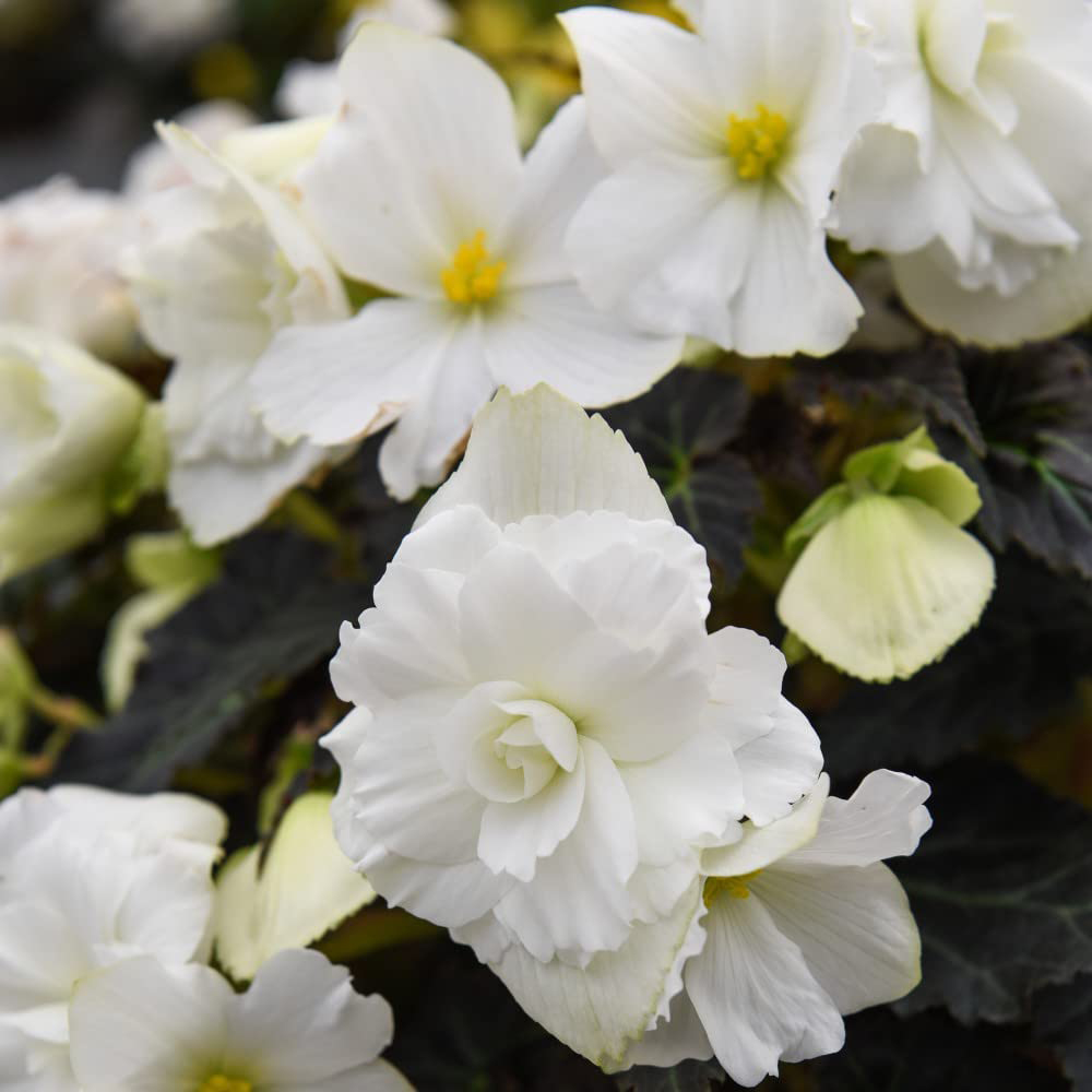 Thompson and Morgan Begonia Nonstop Joy Mocca White Garden Ready Plant 30 Pack Image 1