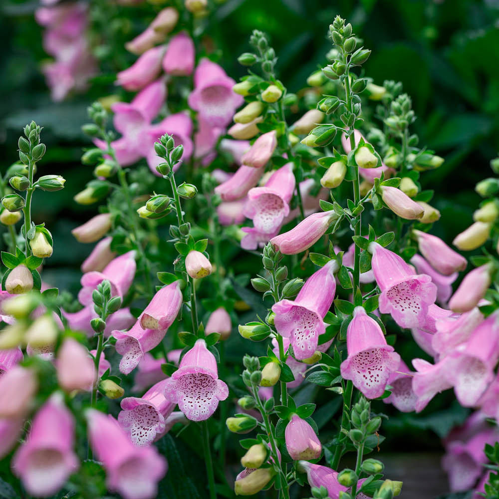 YouGarden Foxglove Digitalis Purpurea Hanabee Deep Rose Plant Pot 3L Image 1