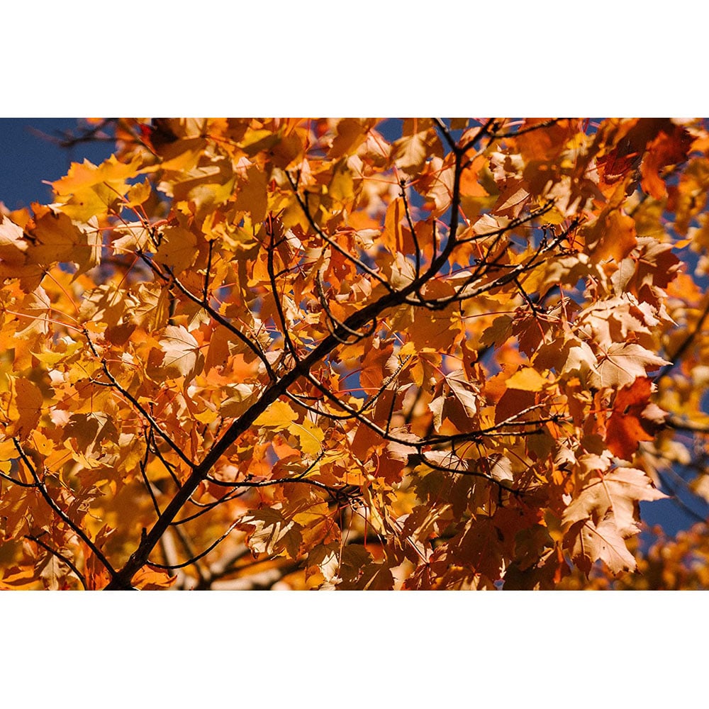 Inspirational Gifting Field Maple Bare Root Hedge Plant Sapling 3-4ft 5 Pack Image 2