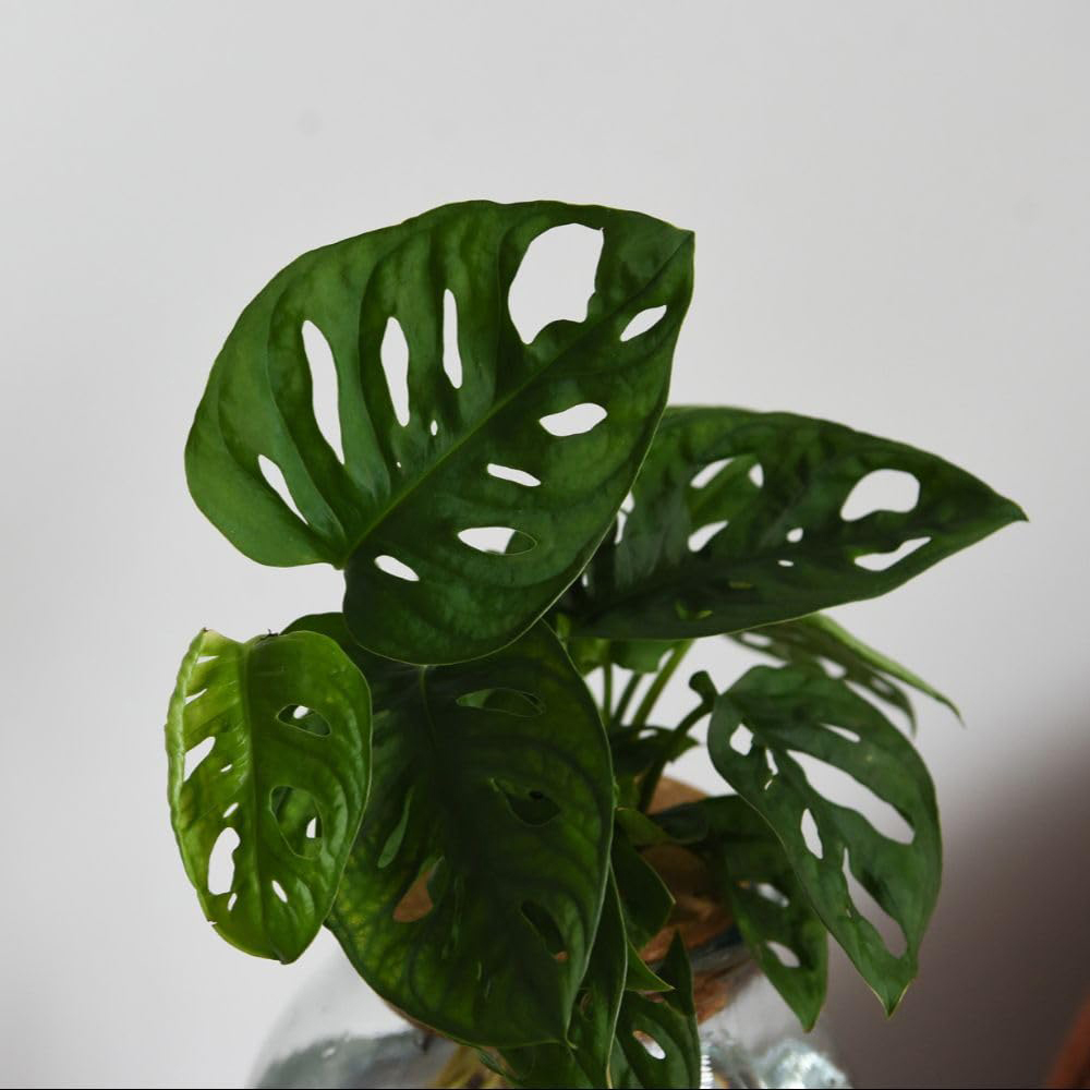Thompson and Morgan Monstera Adansonii Plant in Glass Vase with Light Up Base Image 3