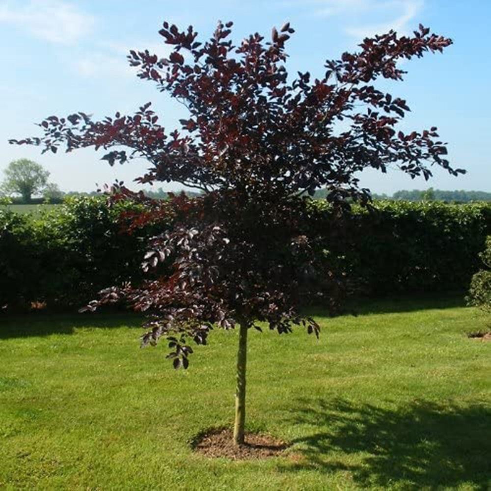 Inspirational Gifting Purple Beech Semi-Evergreen Bare Root Hedge Plant 30-60cm 5 Pack Image 2