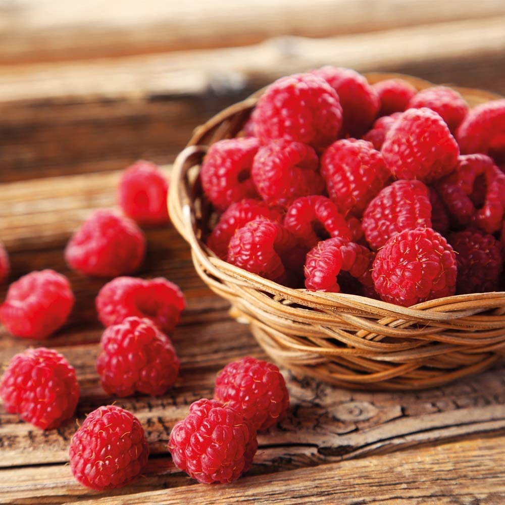Thompson & Morgan Raspberry Polka Autumn Fruiting Cane Plant 6 Pack Image 3