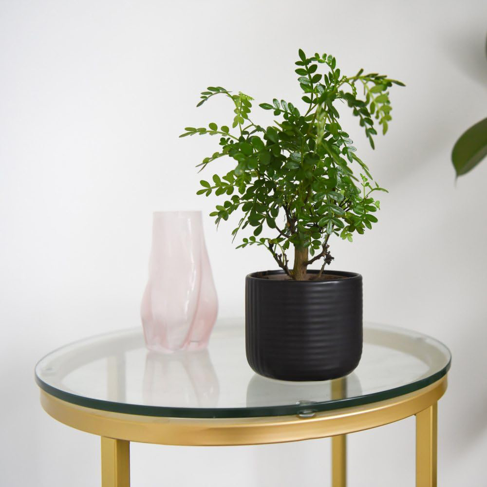 Thompson and Morgan Bonsai Mix in Round Ceramic Potted Plant 11cm 3 Pack Image 2