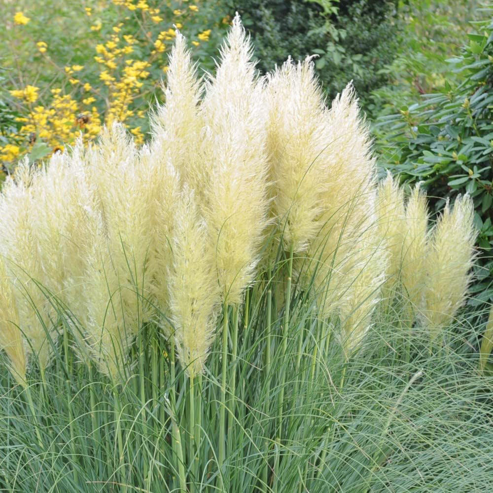 Thompson and Morgan Cortaderia Selloana White Pampas Grass Plant Pot 11cm 2 Pack Image 2