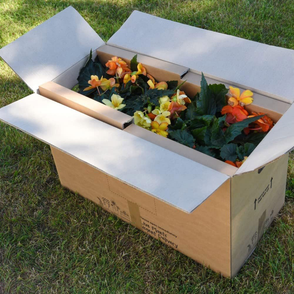 Thompson and Morgan Begonia Apricot Shades Preplanted Hanging Basket 25cm 4 Pack Image 5