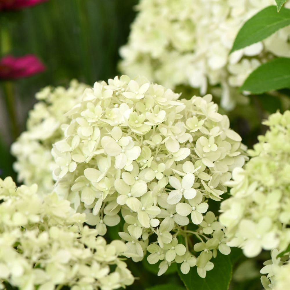 Thompson and Morgan Hydrangea Bobo Plant Pot 25L Image 3
