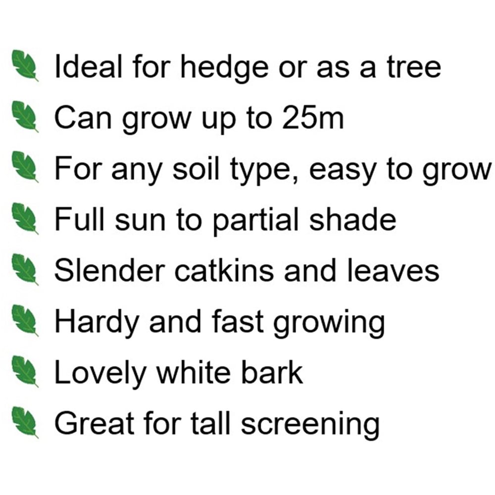 Inspirational Gifting Silver Birch Bare Root Hedge Plant Sapling 2-3ft 5 Pack Image 4