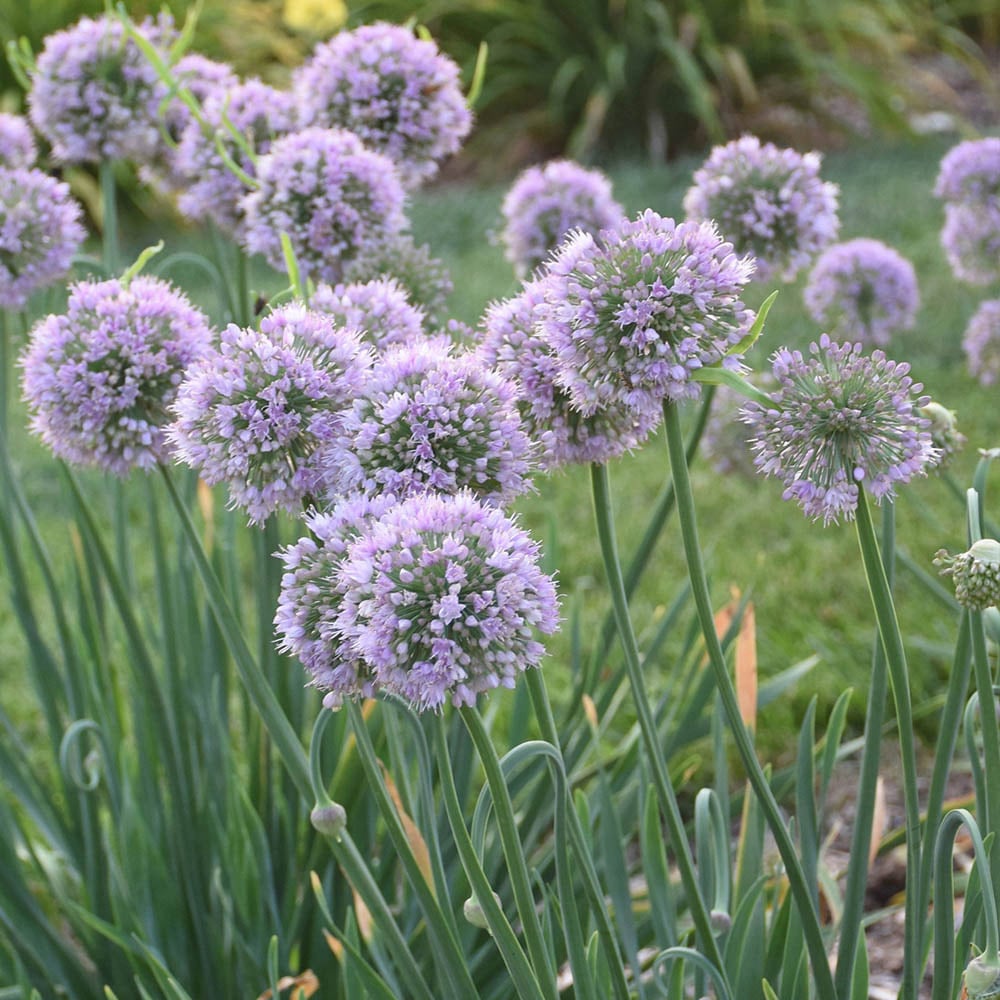 YouGarden Allium Bubble Bath Plant Pot 3 Pack Image 2