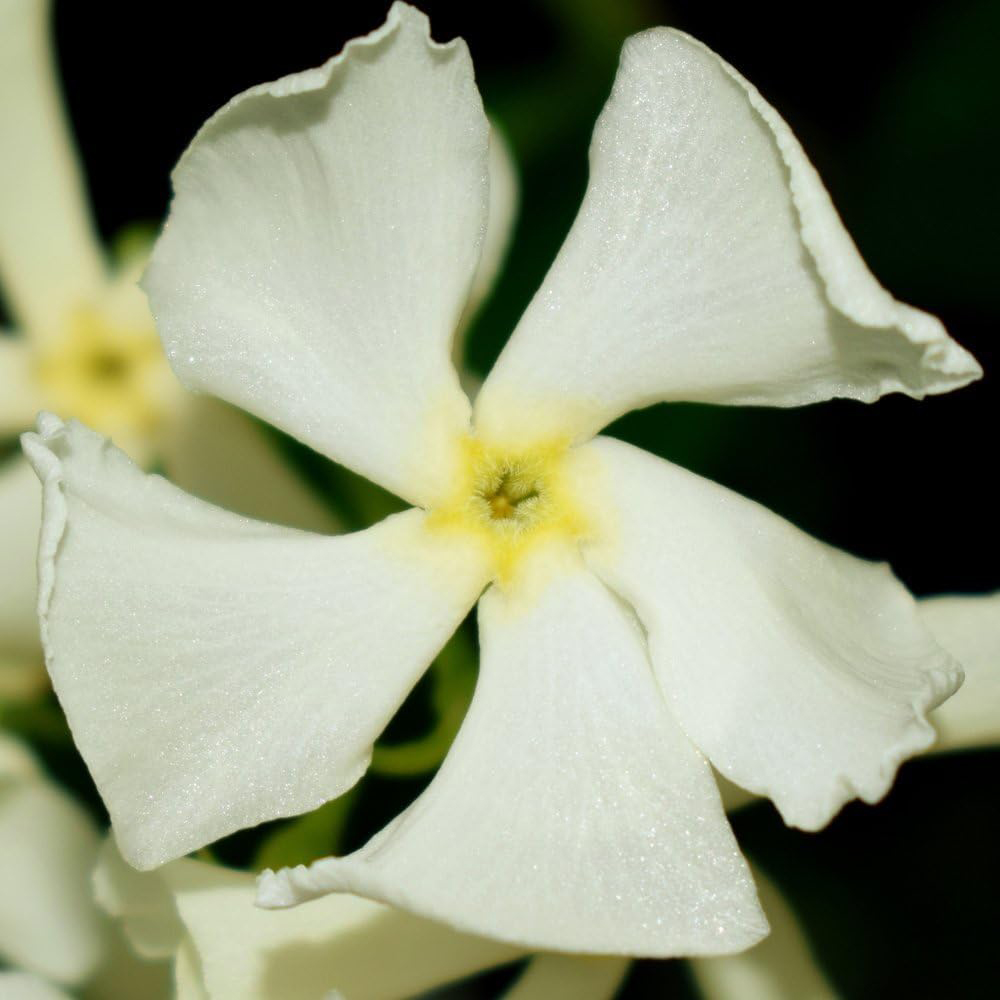 Thompson and Morgan Trachelospermum Jasminoides Plant Pot 2L 2 Pack Image 3