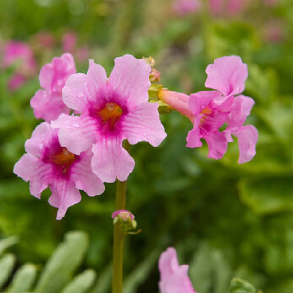YouGarden Hardy Gloxinia Mixed Bare Root 5 Pack Image 1