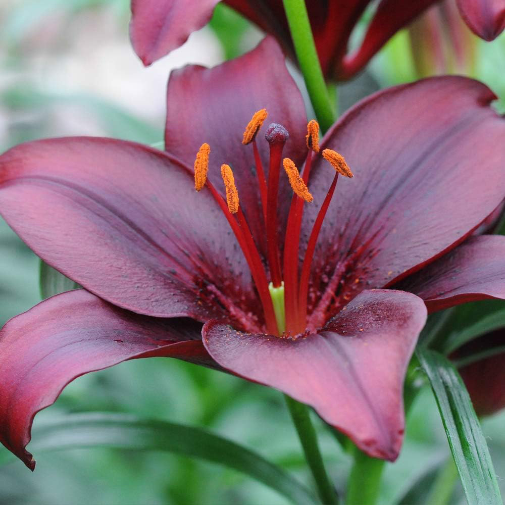 Thompson & Morgan Lily Black Jewel Planting Bulb 5 Pack Image 3