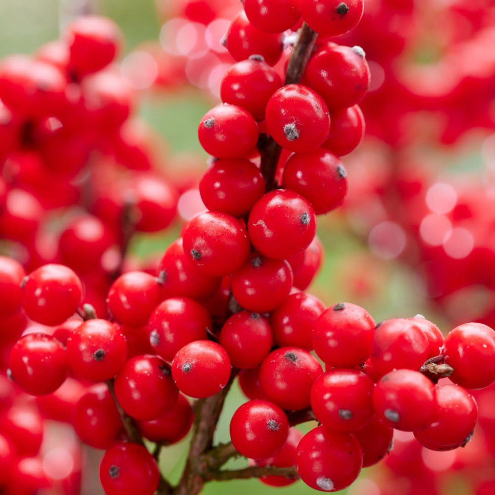 Thompson and Morgan Ilex Holly Verticillata Jingle Bells Plant Pot 2L 2 Pack Image 2