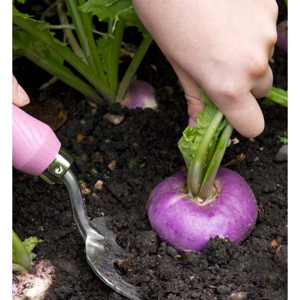Thompson and Morgan Turnip Atlantic Seeds Image 4