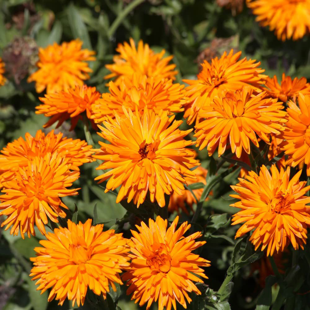 Thompson & Morgan Calendula Officinalis Calexis Orange Seeds Image 2