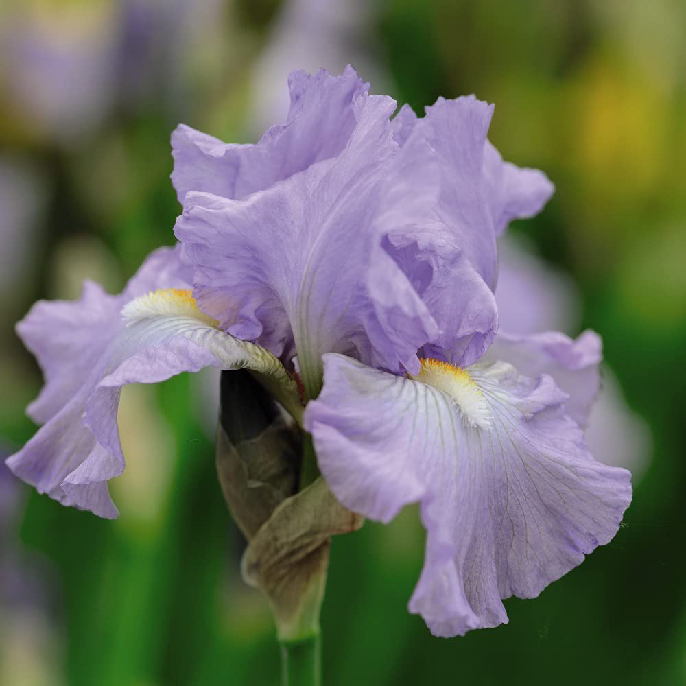 Thompson and Morgan Iris Victoria Falls Rhizome Image 1