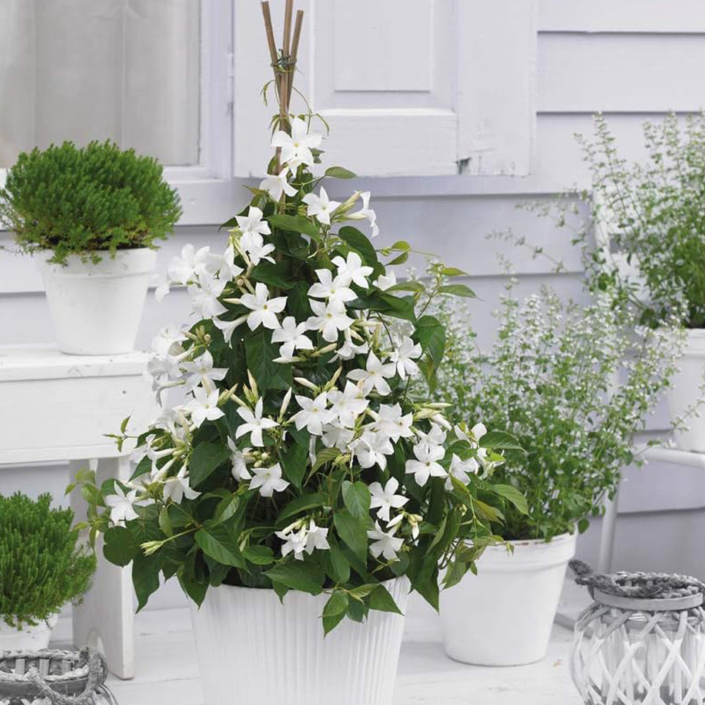 Thompson and Morgan Mandevilla White Plant Pot 10.5cm Image 1