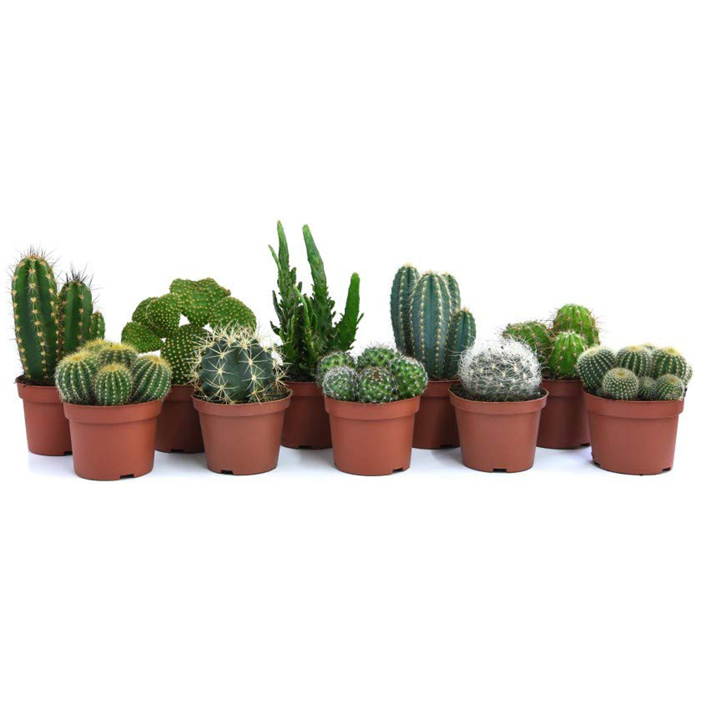 Thompson and Morgan Cactus Mixed Plant Pot 5.5cm 10 Pack Image 2