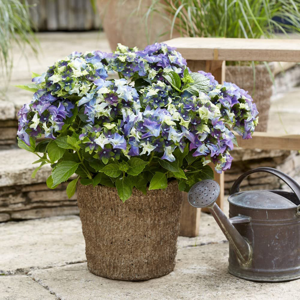 Thompson and Morgan Hydrangea Lady Mata Hari Blue Plant Pot 2L Image 4