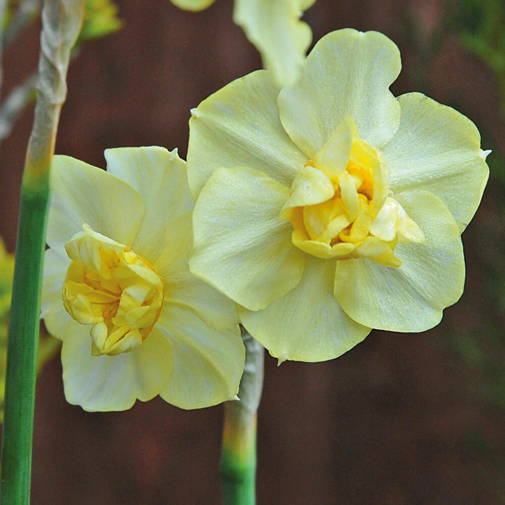 Thompson and Morgan Daffodil Cheerfulness Yellow Planting Bulb 32 Pack Image 2