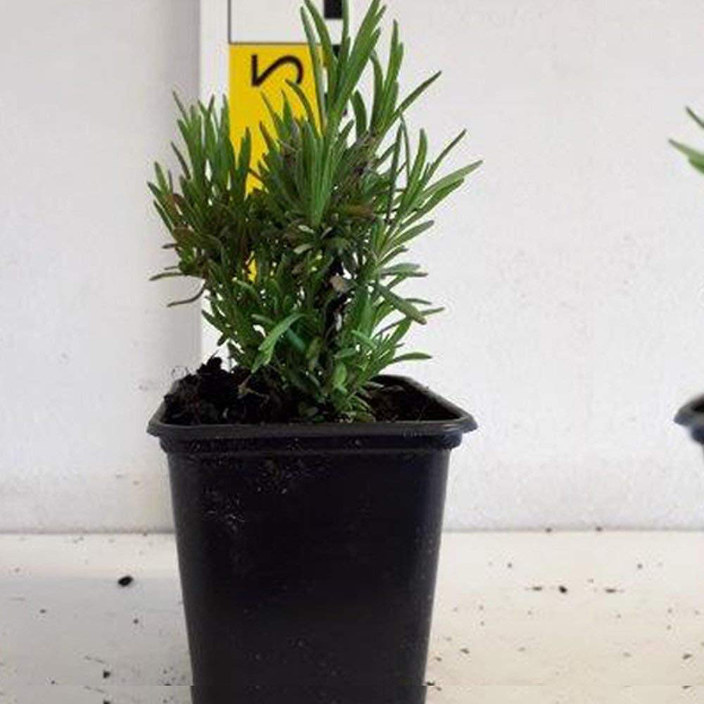 Thompson and Morgan Lavender Angustifolia Rosea Plant Pot 9cm 2 Pack Image 4