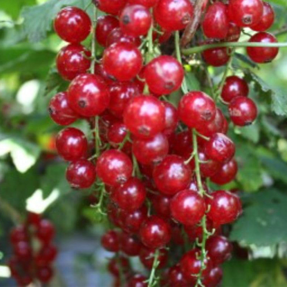 Thompson and Morgan Redcurrant Summer Pearls Red Plant Pot 9cm 2 Pack Image 2
