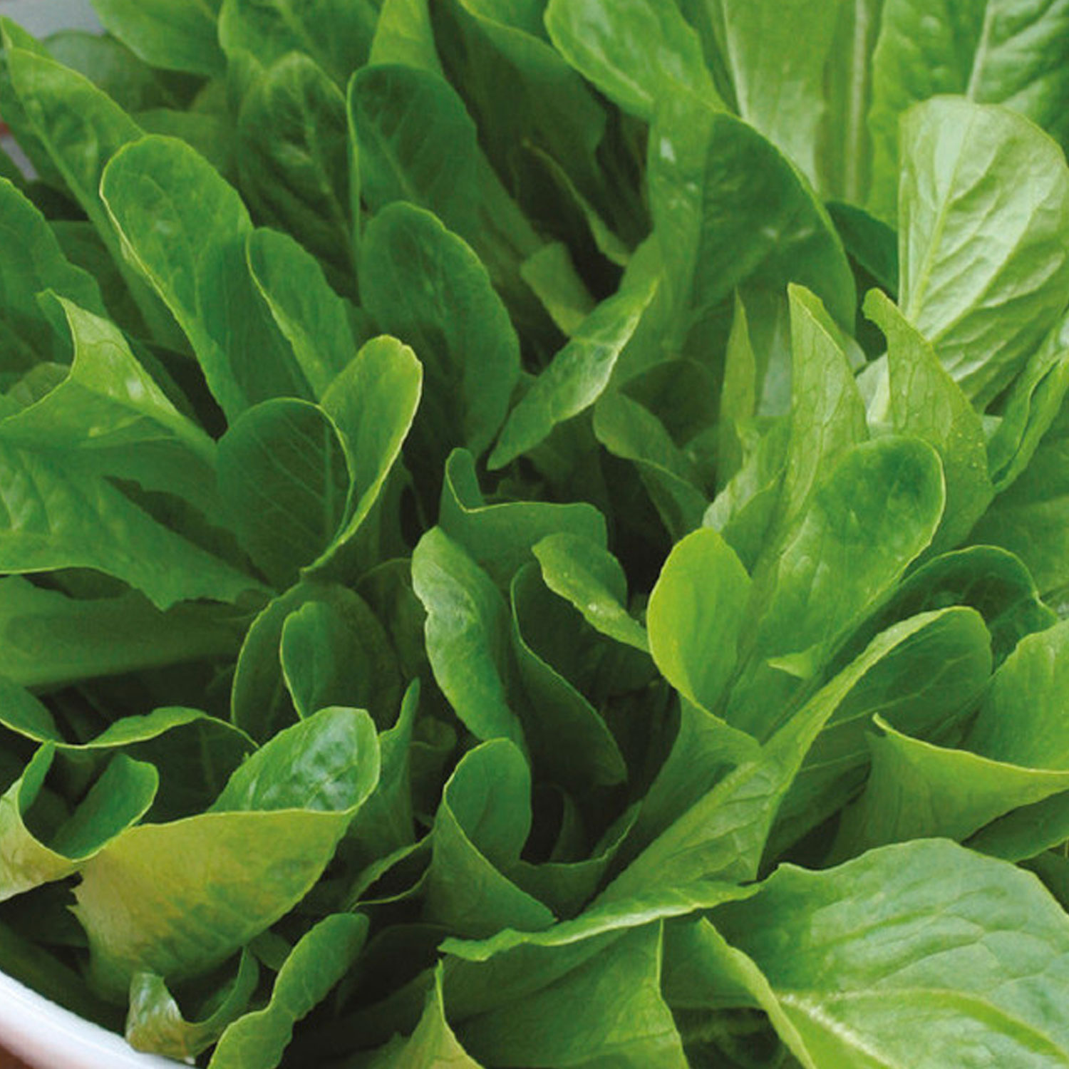 Johnsons Osterley Lettuce Seeds Image 1