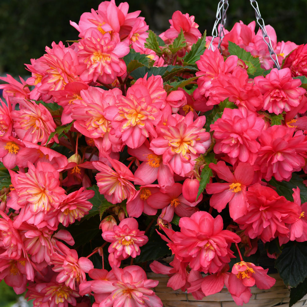 Thompson and Morgan Begonia Nonstop Petticoat Plant Plug 36 Pack Image 3